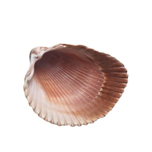 Half Clam Shell Open Trinket Tray 3.5 Inches Ocean Sea Nautical Beach - Picture 9 of 9